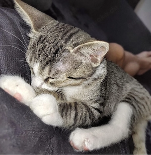 Britisch kurzhaar Kitten Baby 