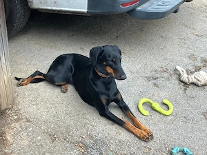Dobermann Hündin sucht neues Zuhause