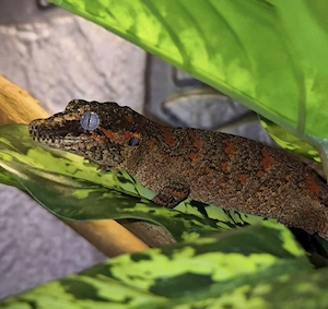 0.1 Rhacodactylus auriculatus Höckerkopfgecko Gargoyle Gecko 