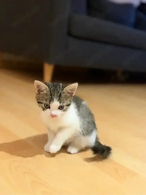 baby katzen 