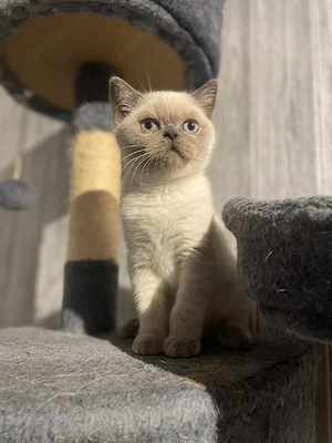 BKH Blue-Point Kitten 