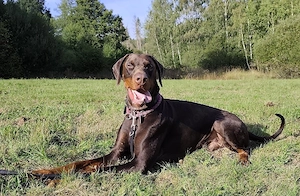Dobermann Deckrüde