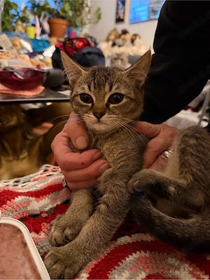 kitten abzugeben männlich und weiblich