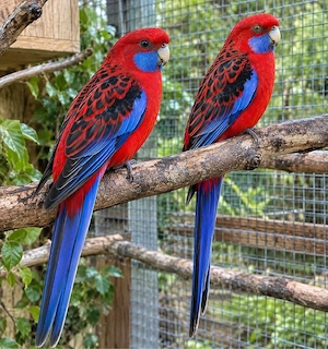 Zuchtpaar Pennantsittich, Wildfarbe