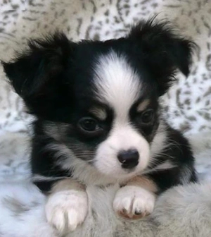 Chihuahua sucht zuhause 
