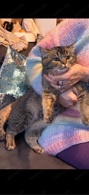 kater abzugeben