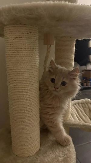 Katze Baby abzugeben 