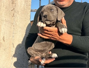 Cane Corso mixt Presa Canario