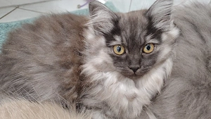 Britisch Langhaar Britisch Kurzhaar BKH Ragdoll