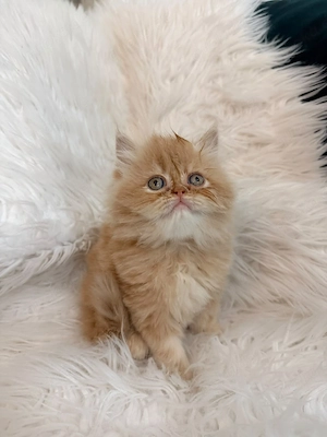 Baby Perserkatze 
