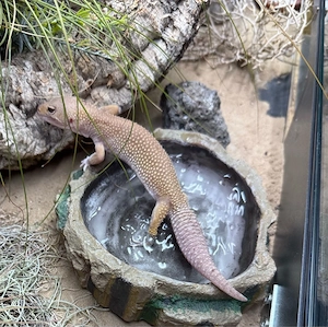 Leopardgecko (Eublepharis macularius)