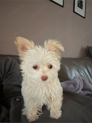 Hundewelpe
