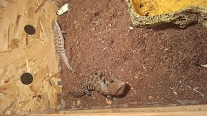 Verkaufe 1.2 Tiliqua scincoides intermedia  