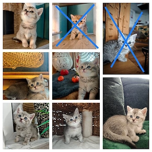 Hübsche BKH Kitten Kätzchen 