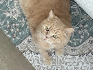 Ruhiger Kater Badem (10 J.) sucht Zuhause mit Freigang