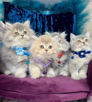 Reinrassige BKH,  BLH Kitten 