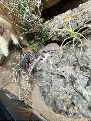 Leopardgecko (Eublepharis macularius)