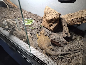 Bartagamen Pärchen mit terrarium zu verkaufen!
