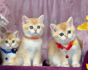 Reinrassige BKH,  BKH Kitten 