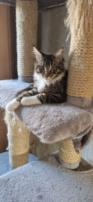 Maine Coon Junge