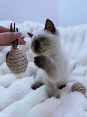 Bkh kitten