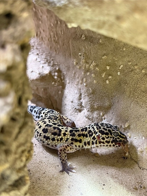 Leopardgecko (Eublepharis macularius)
