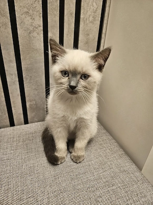 Süßen BKH Kitten 