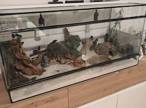 Terrarium mit leopadengeko 