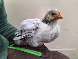 Hühner Jungvögel 