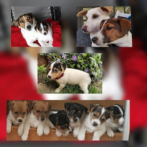 Jack Russell tricolor Welpen 