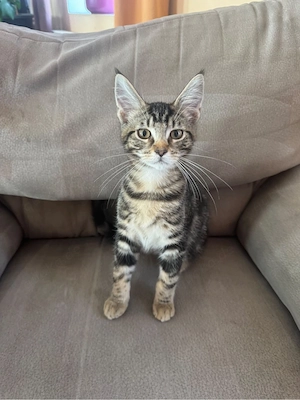 4 Maine Coon Mix Kater suchen ihr Zuhause 