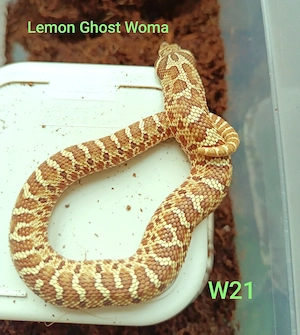 Lemon Ghost (Woma) Heterodon - Hakennasennatter 