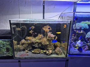 meerwasser aquarium 