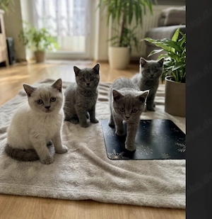4 britisch Kurzhaar kitten zu verkaufen