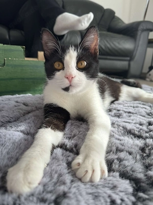 Katze Nala