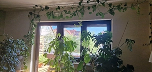 Pflanzen günstig 