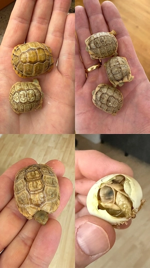 Ägyptische Landschildkröte 