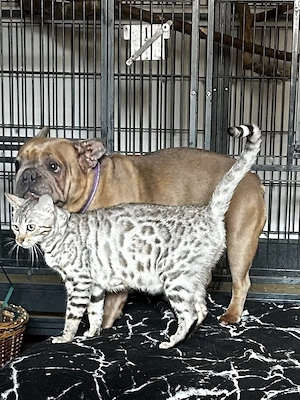 Bengal Katze in Snow mink