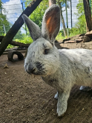 Groß Siber Kaninchen 