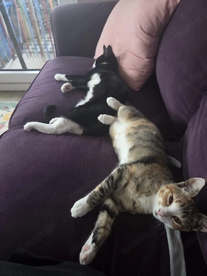 Katzen weiblich 3 Monate
