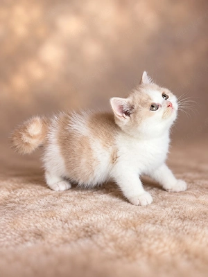 Britisch Kurzhaar Kater Creme White männlich