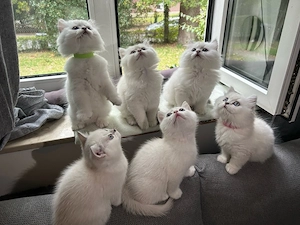 Britisch Kurzhaar Langhaar Kitten  reservieren! 