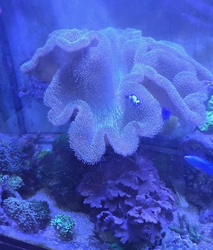 Pilzlederkoralle, Meerwasser, Aquarium, Salzwasser