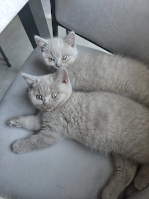 Wunderschönes BKH-Kater-Geschwisterpaar mit Stammbaum (Lilac)