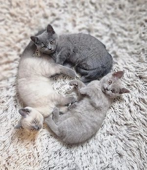 Reinrassige BKH Kitten 