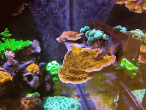 Koralle Montipora Platte rot Meerwasser 