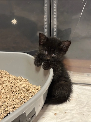 Handaufgezogener kleiner Kater  Panda  sucht sein Für-Immer-Zuhause!