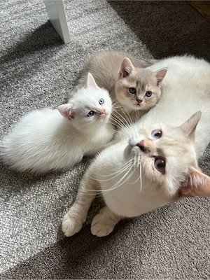 3 süße BKH-Kater   tierärztlich untersucht & entwurmt