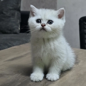 Wunderschöner Britisch Kurzhaar (BKH) Kater   Reinrassig