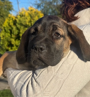 Cane Corso Welpen rude und hundinnen